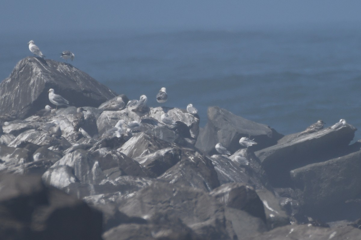 Black-legged Kittiwake - ML595065651