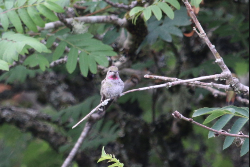 Anna's Hummingbird - ML595065721