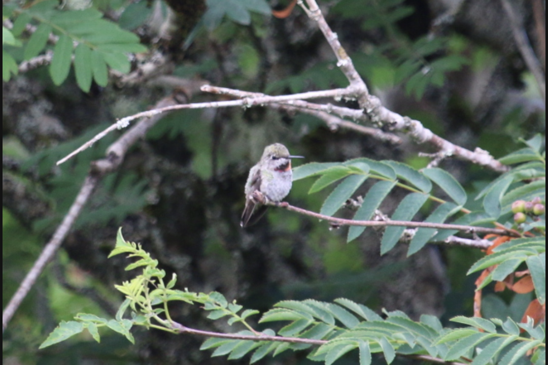 Anna's Hummingbird - ML595065741