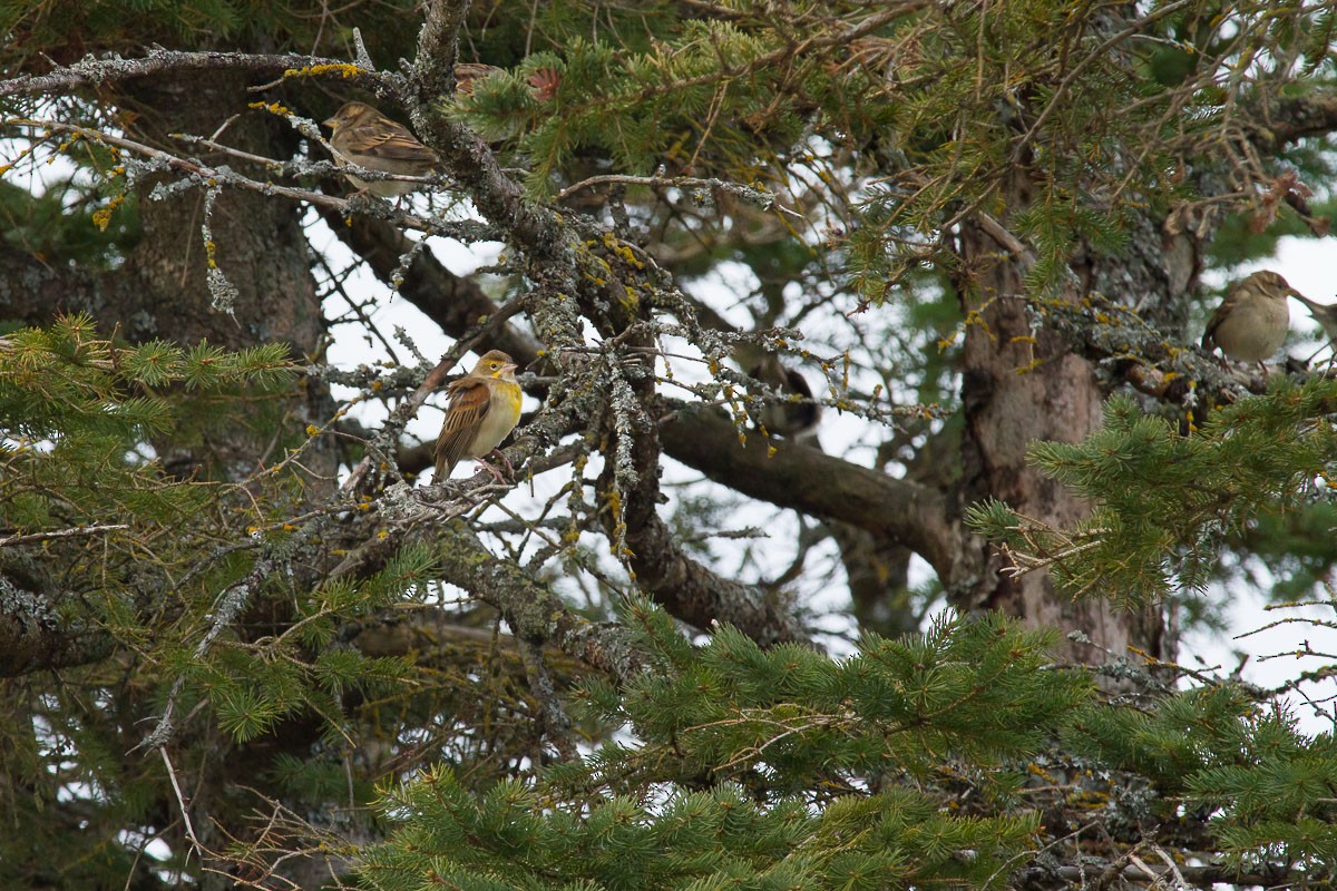 Dickcissel - ML595065751