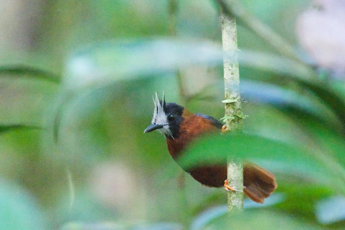 White-plumed Antbird - Roger Shaw