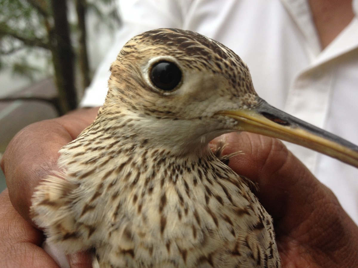 Upland Sandpiper - ML59506641