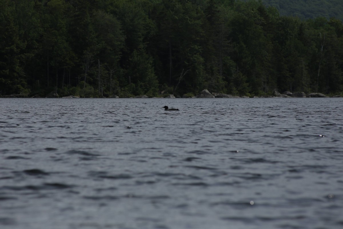 Common Loon - ML595066771