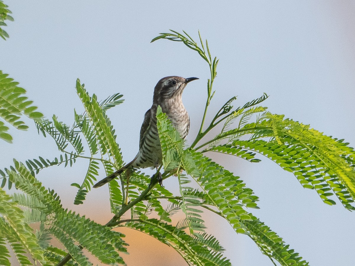 Horsfield's Bronze-Cuckoo - ML595066951