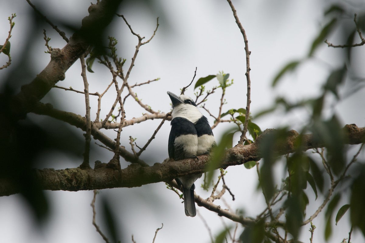 White-necked Puffbird - Roger Shaw