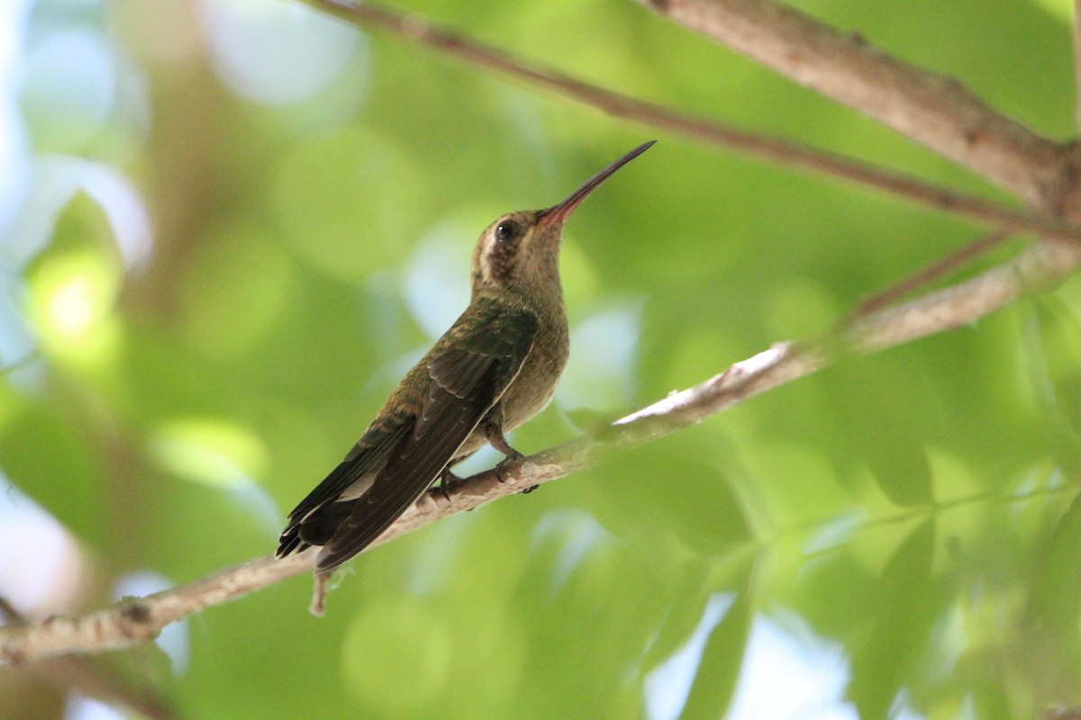 Broad-billed Hummingbird - ML595069111