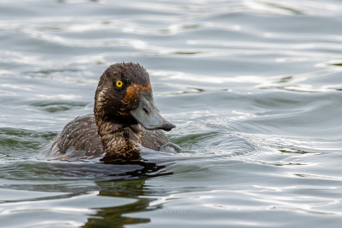 Greater Scaup - Evelyn Henriquez