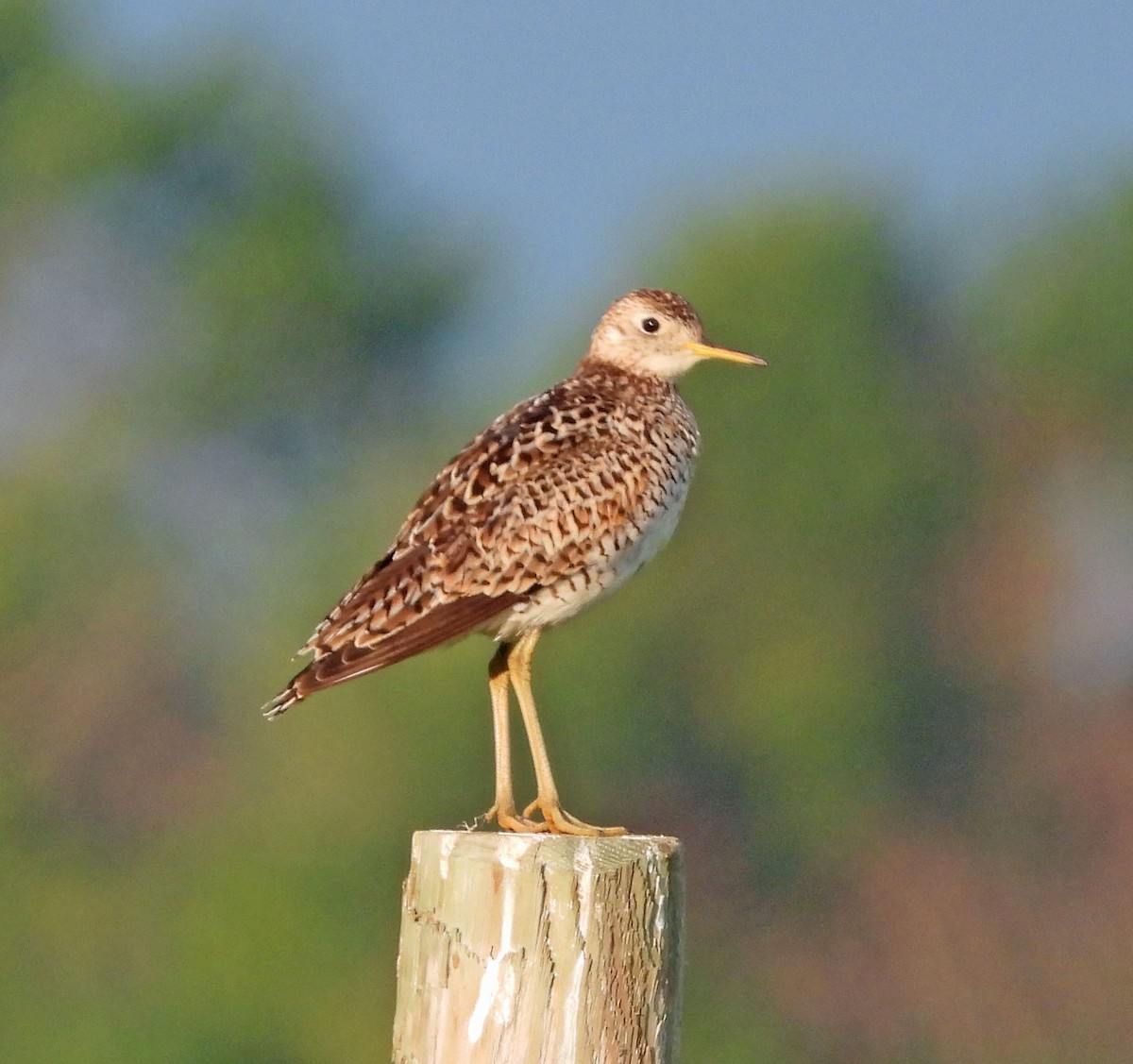 Upland Sandpiper - Jock McCracken