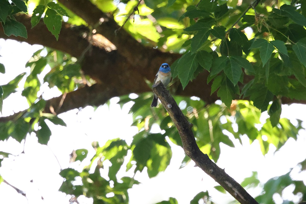 Lazuli Bunting - ML595070751