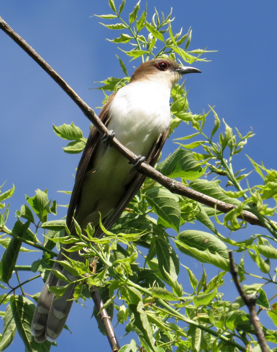 Black-billed Cuckoo - ML59507101