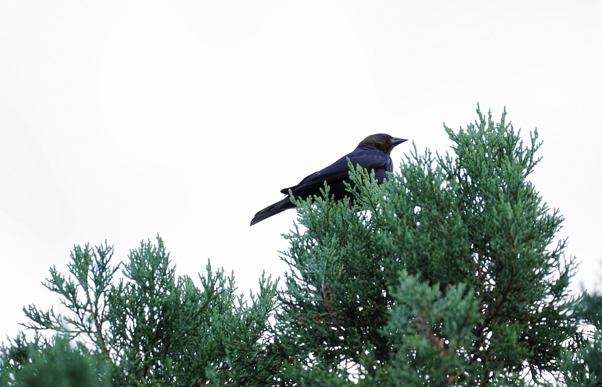 Brown-headed Cowbird - ML595071371