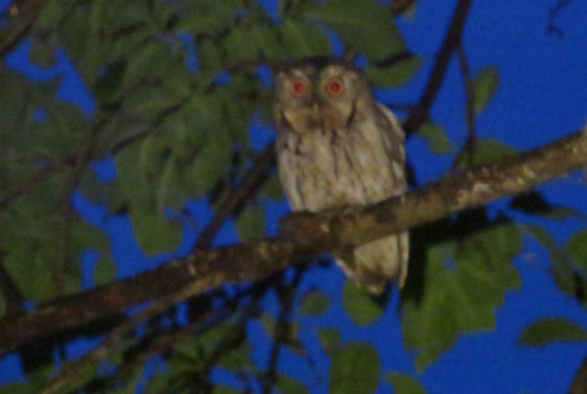 Eastern Screech-Owl - ML59507151
