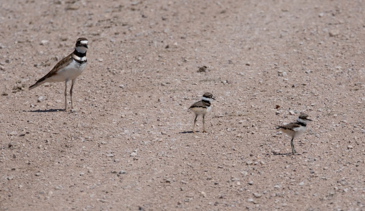 Killdeer - Anne Tucker