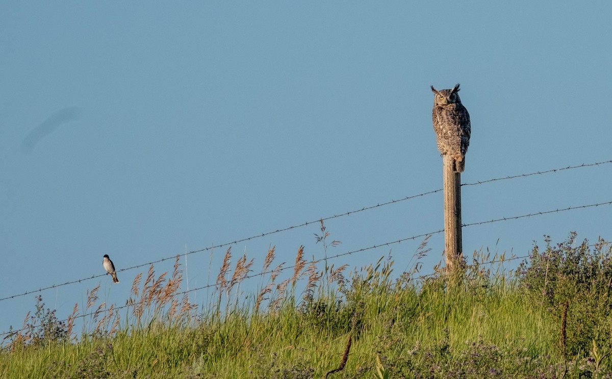 Great Horned Owl - ML595072891