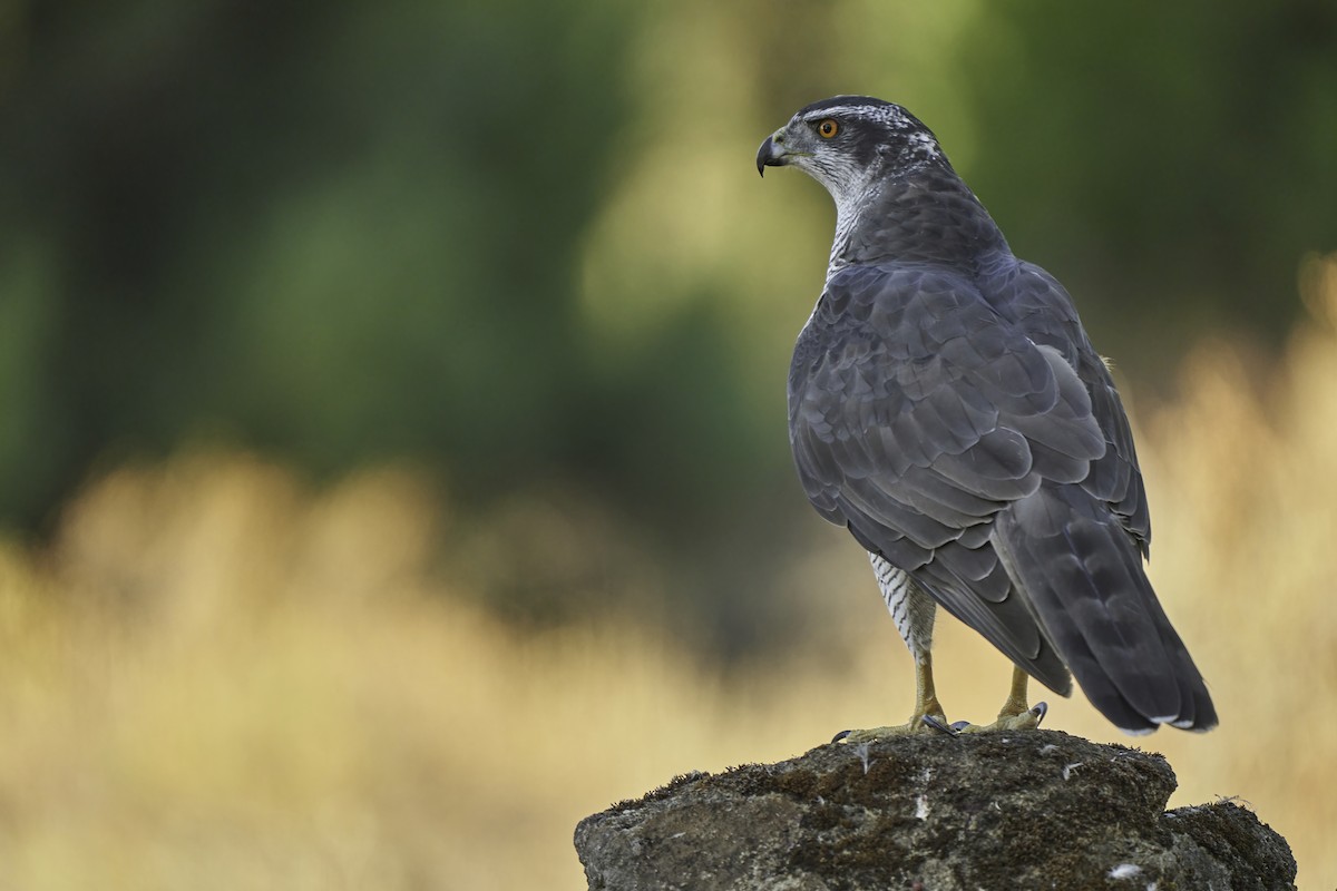 Eurasian Goshawk - ML595072931