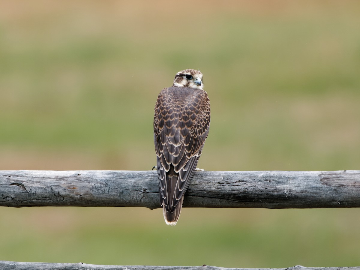 Prairie Falcon - Dale Floer