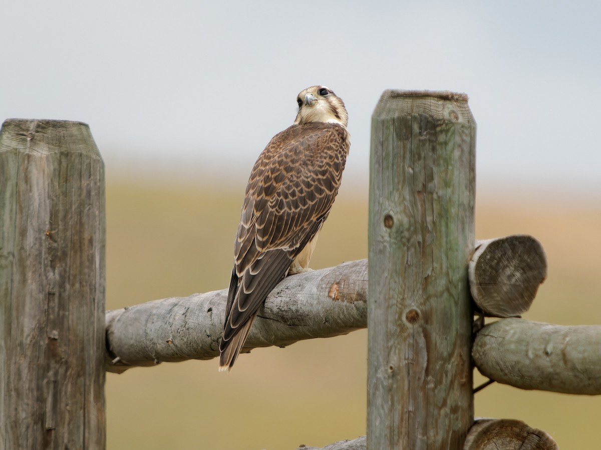 Prairie Falcon - ML595073131