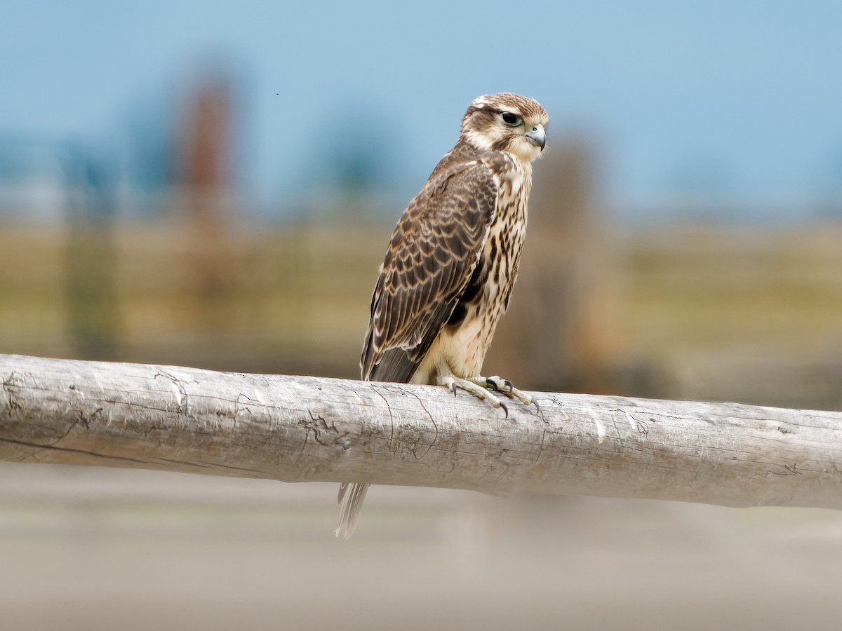 Prairie Falcon - ML595073151