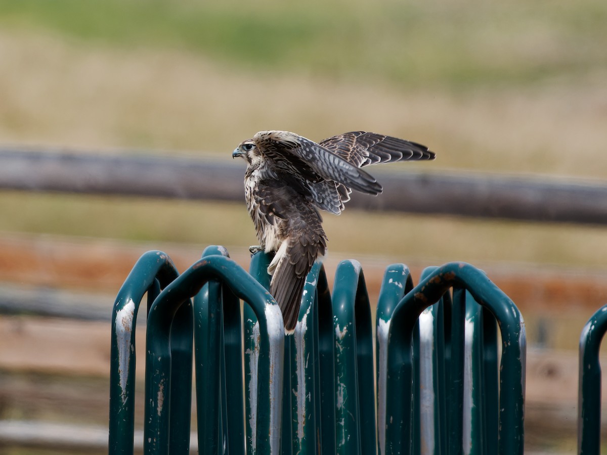 Prairie Falcon - Dale Floer