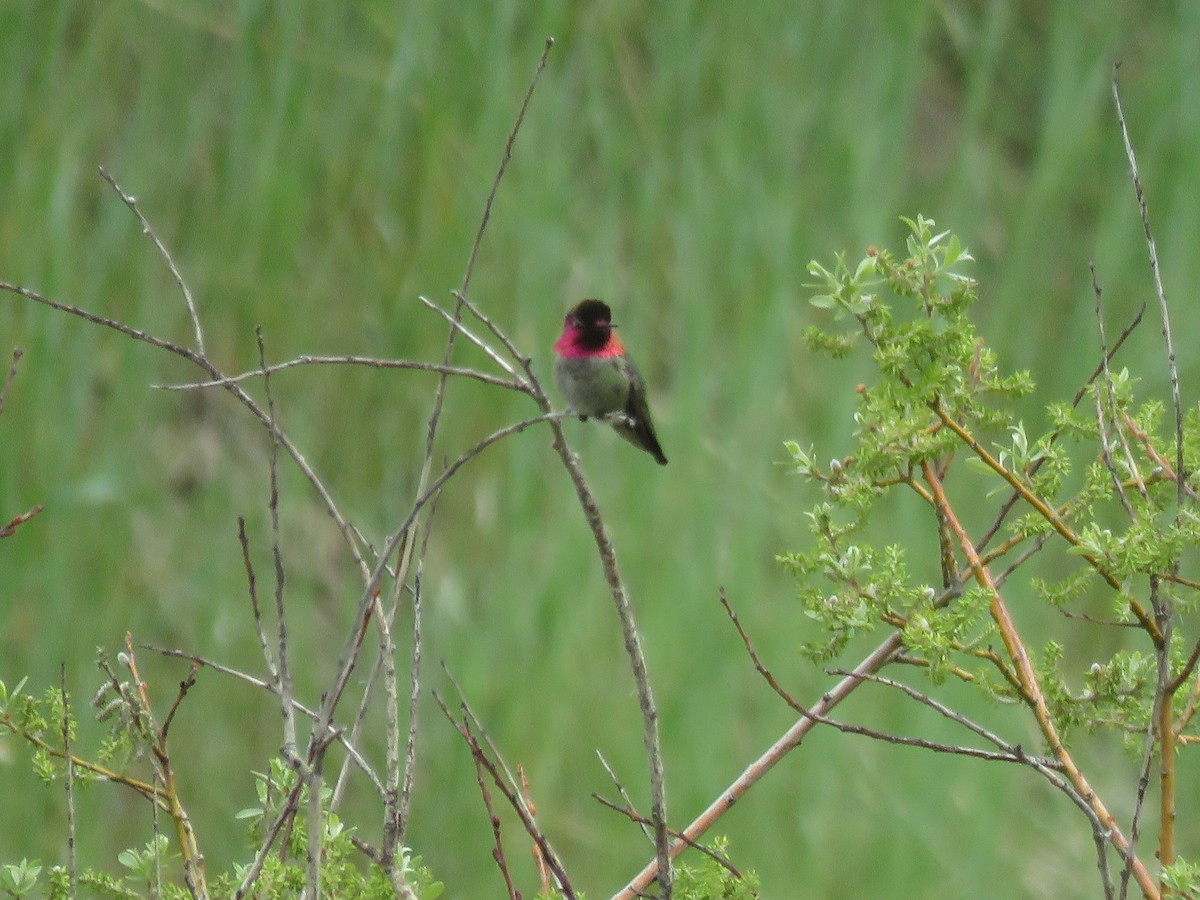 Anna's Hummingbird - ML595073401