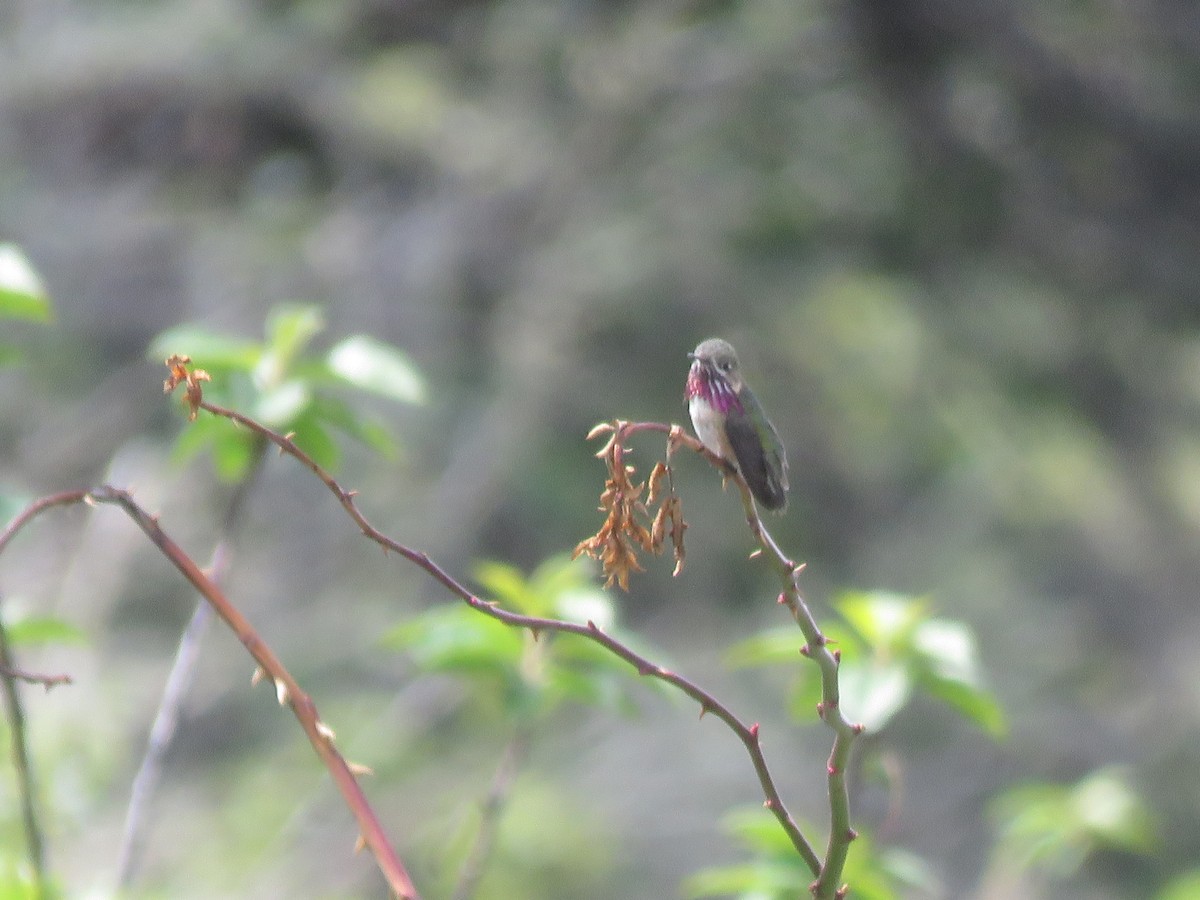 Calliope Hummingbird - ML595073571
