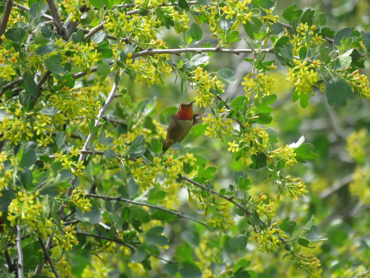 Rufous Hummingbird - ML595073621