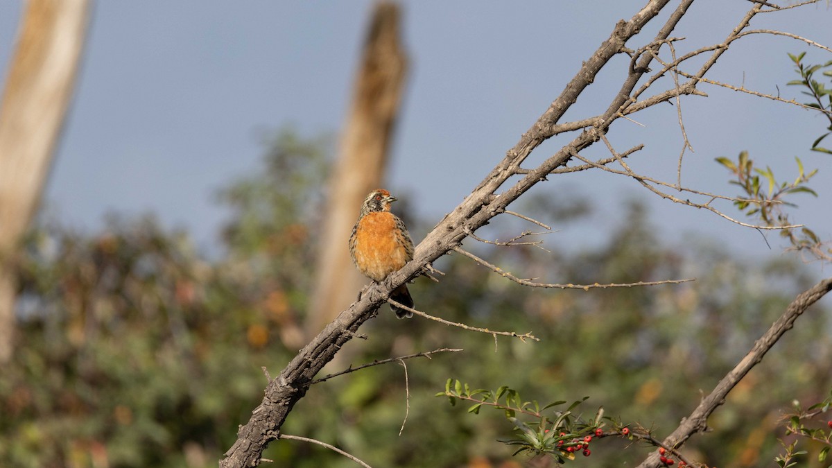 Rufous-tailed Plantcutter - Andres Arancibia