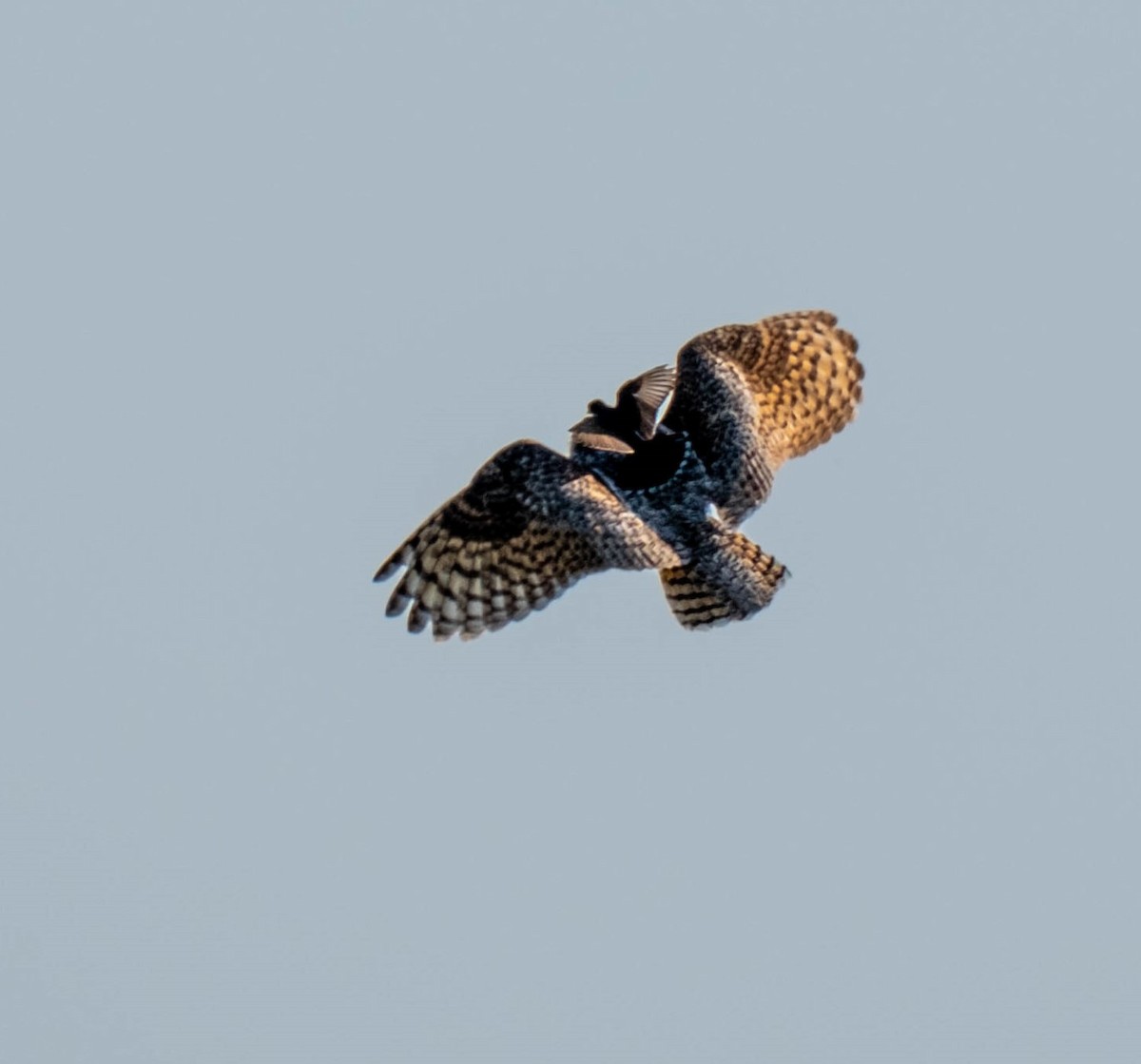 Great Horned Owl - ML595074691