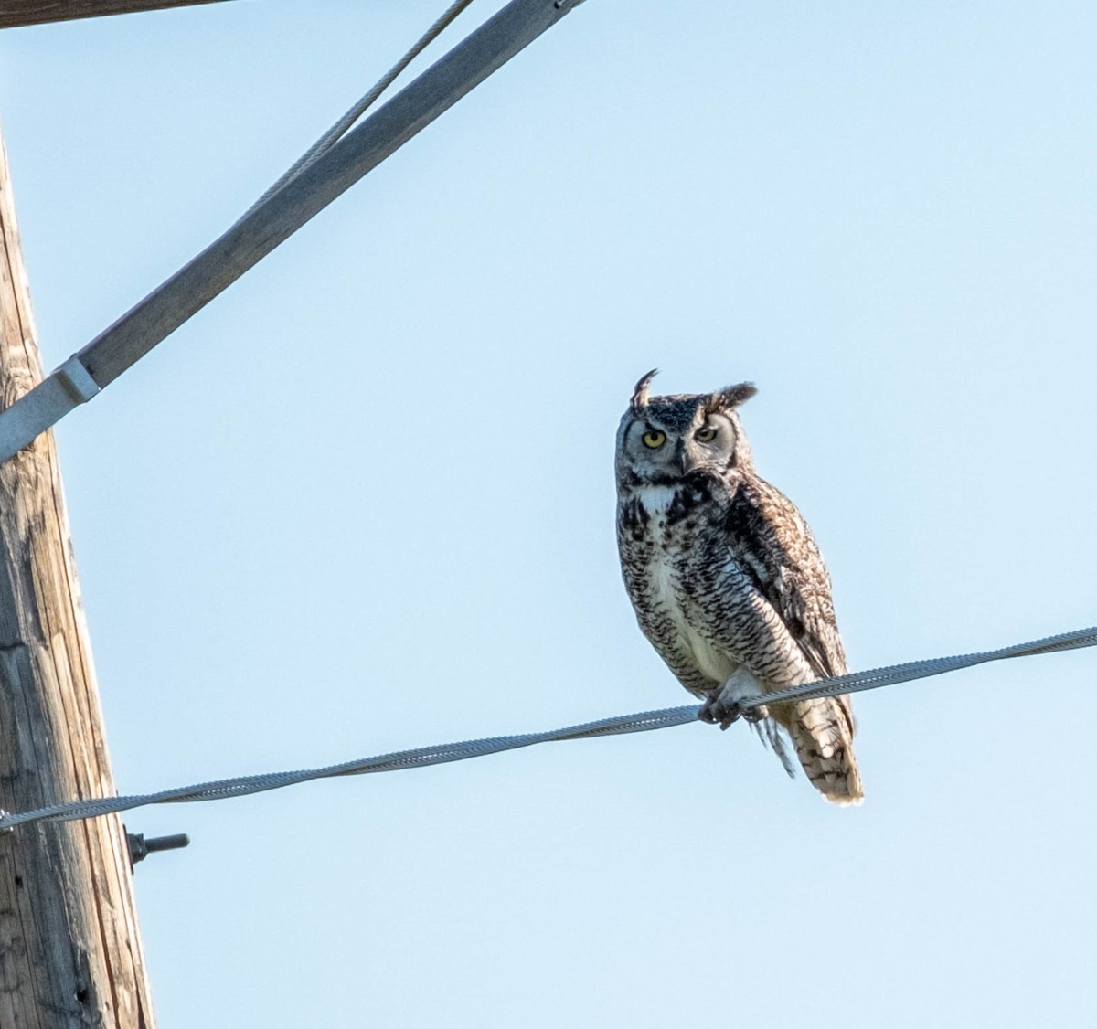 Great Horned Owl - ML595074701