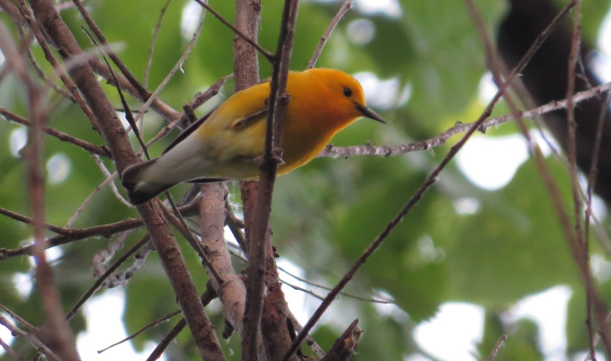 Prothonotary Warbler - ML59507481
