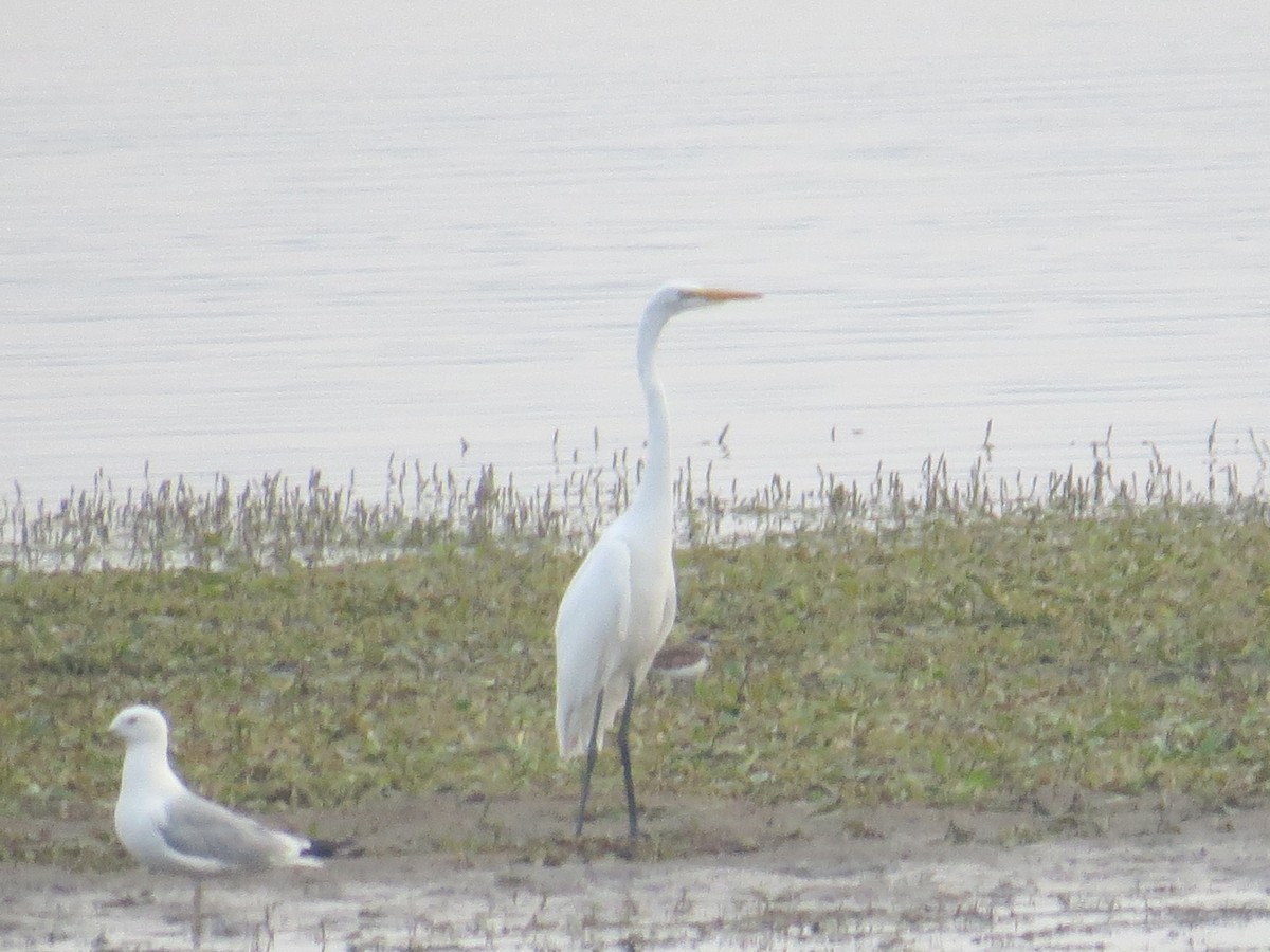 Great Egret - ML595075091