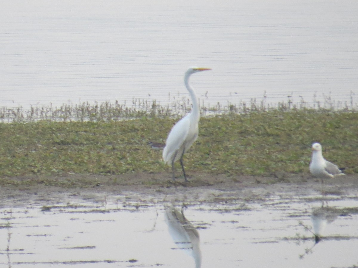 Great Egret - ML595075211