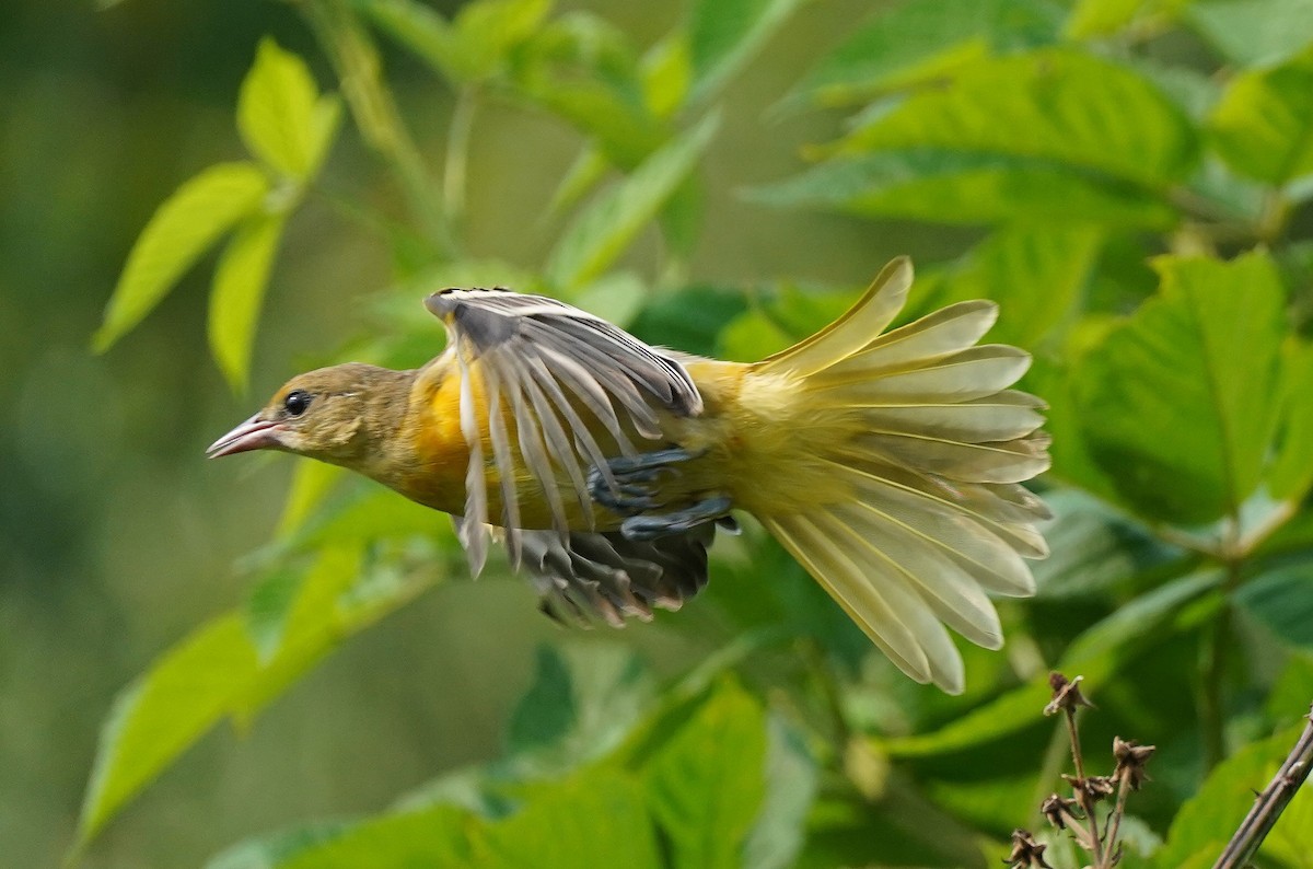 Baltimore Oriole - John Daniel