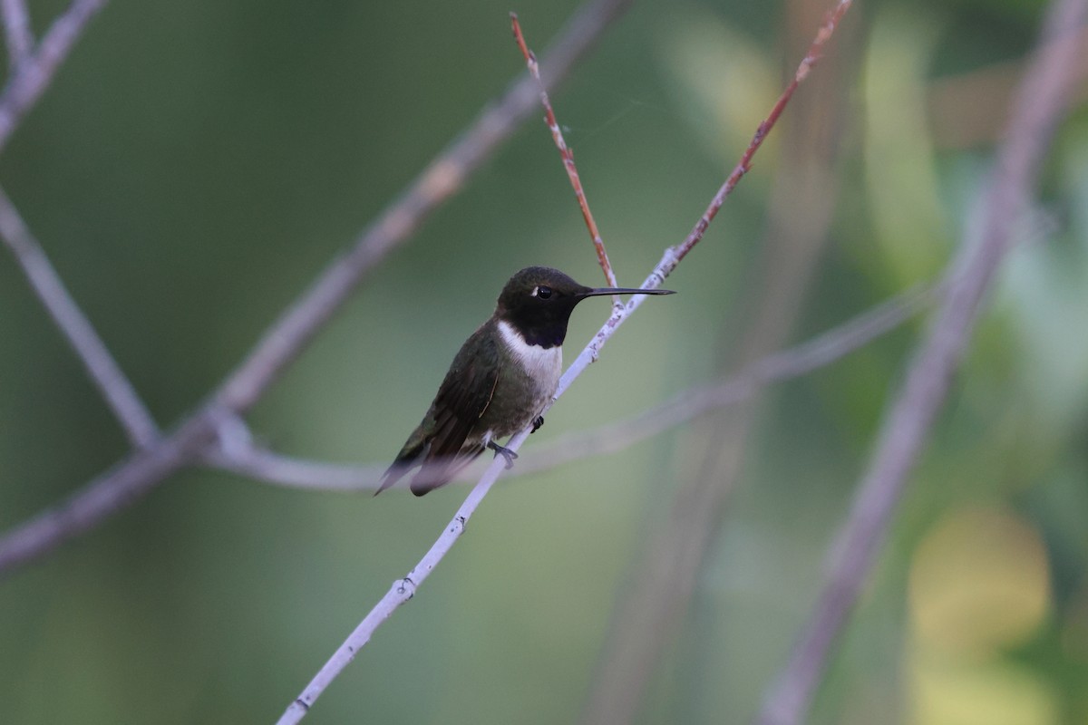 Black-chinned Hummingbird - Brett Wiese