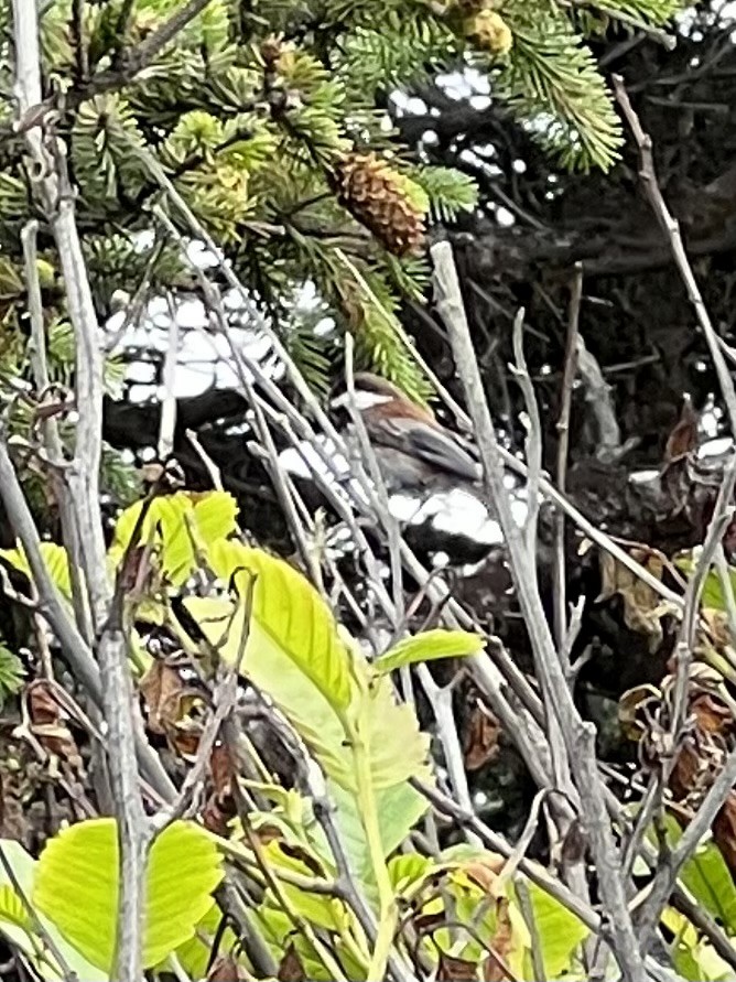 Chestnut-backed Chickadee - ML595076841