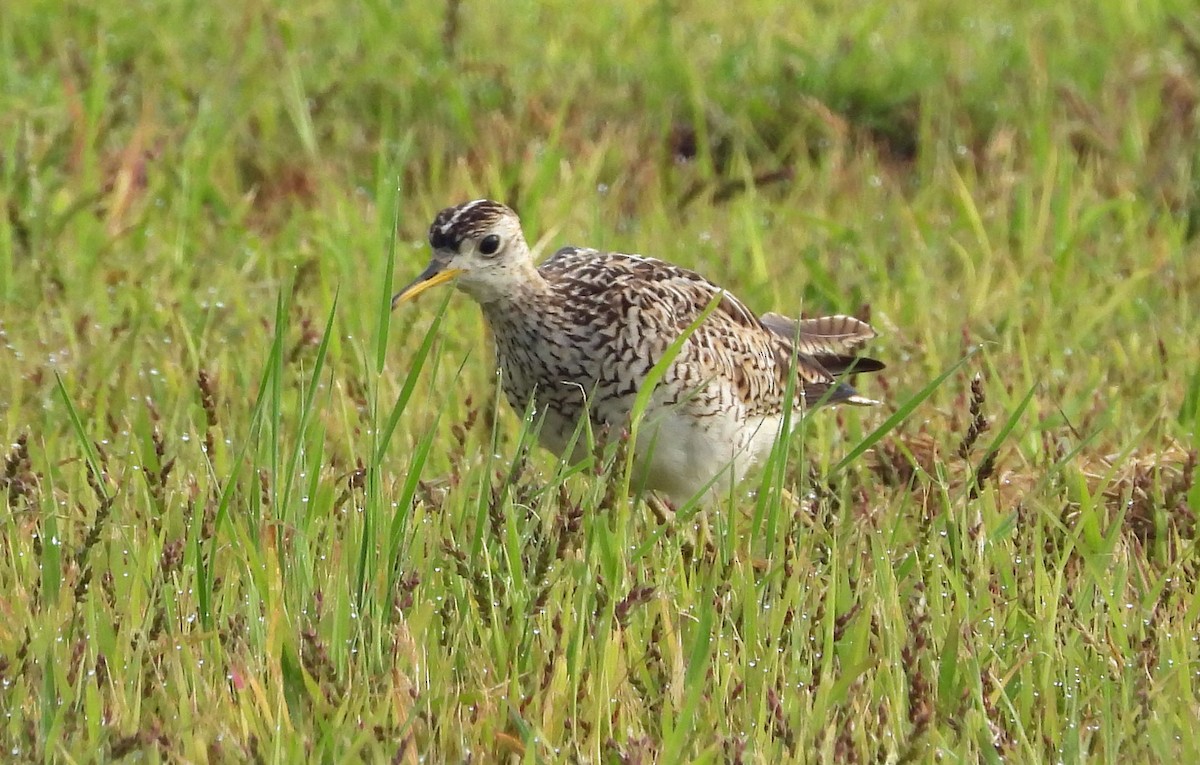 Upland Sandpiper - ML595076991