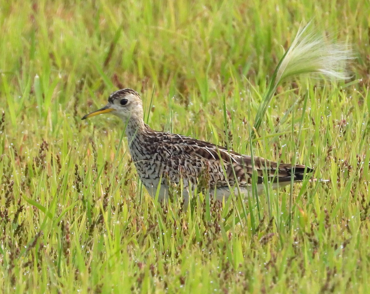 Upland Sandpiper - Jock McCracken