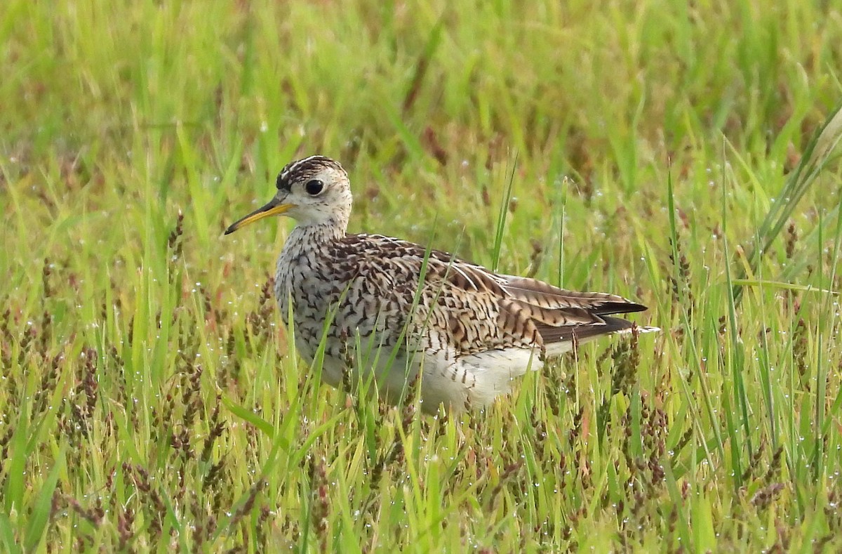 Upland Sandpiper - ML595077201