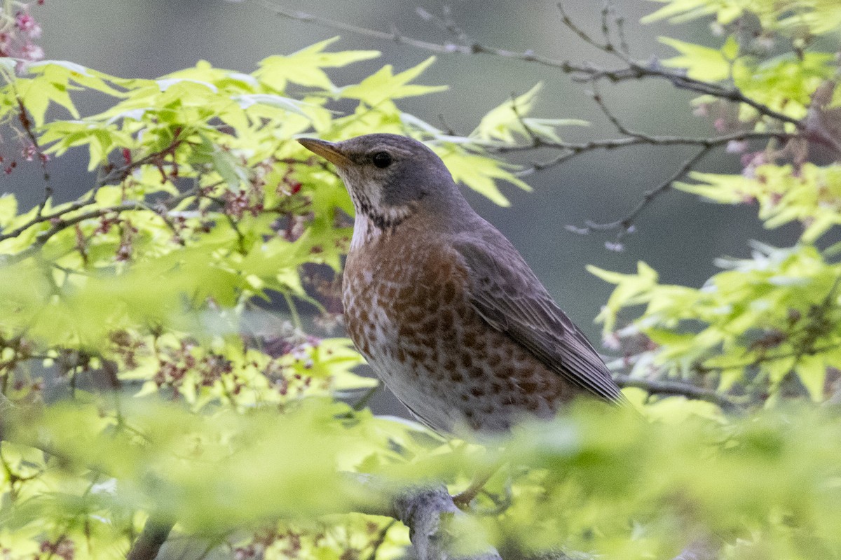 Naumann's Thrush - Daryl Yeo