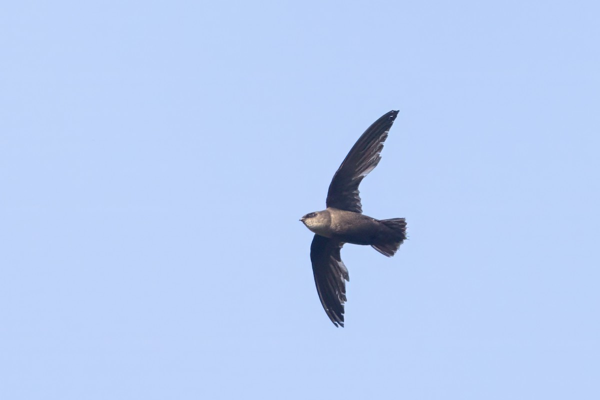 Chimney Swift - Lyall Bouchard