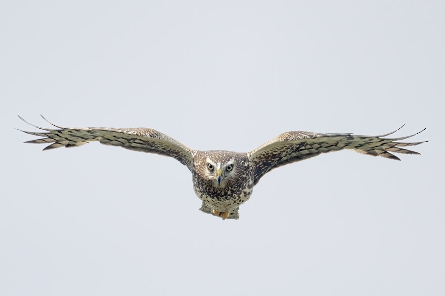 Northern Harrier - ML595079311