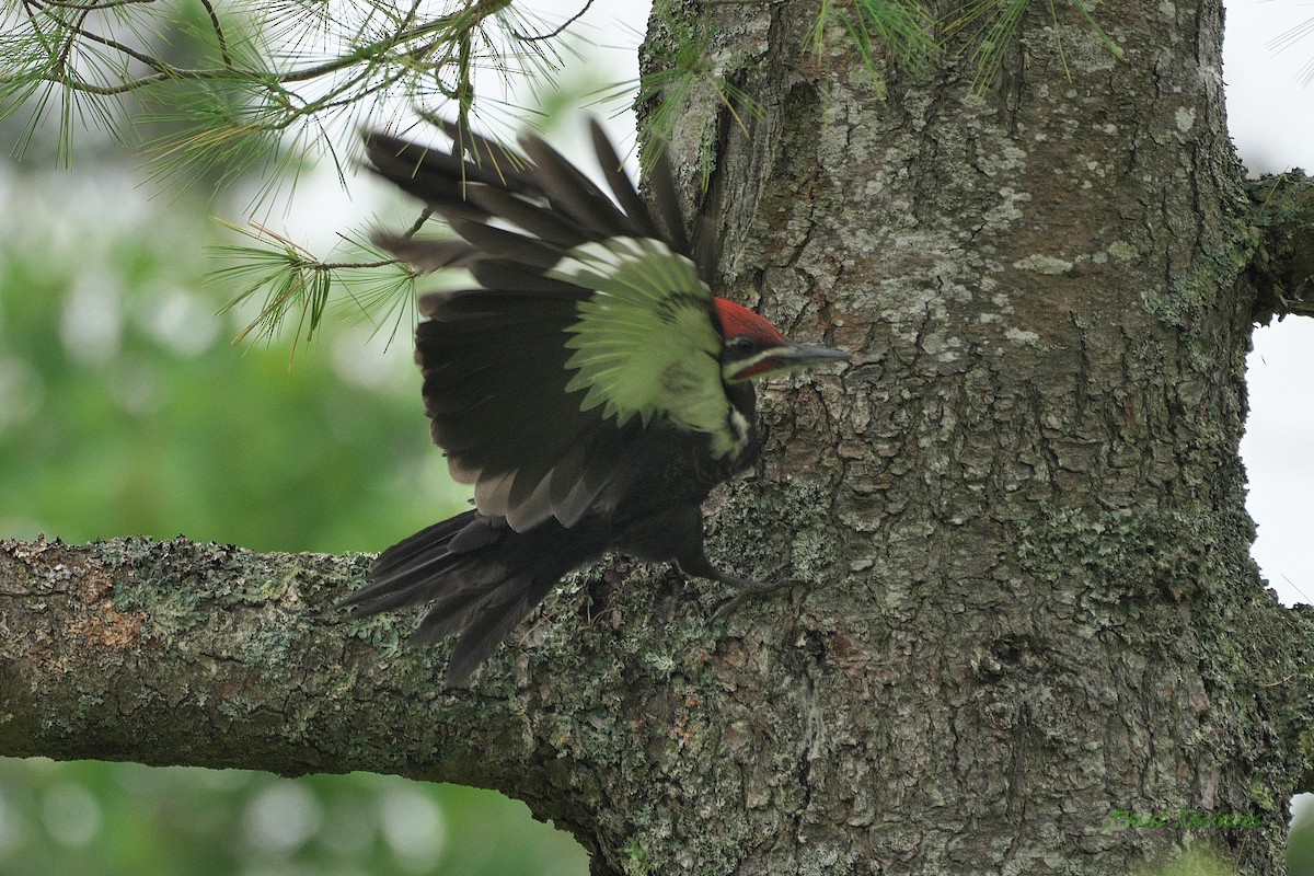 Pileated Woodpecker - ML595080901
