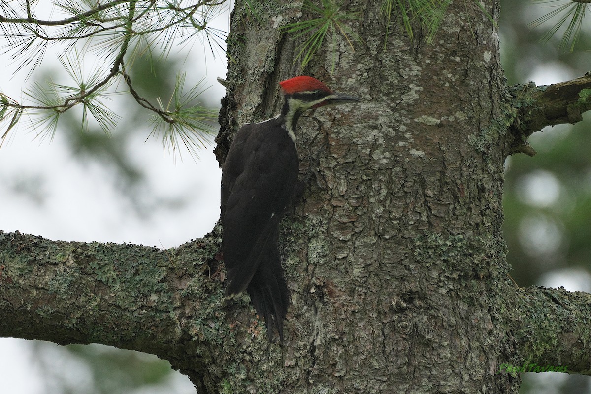 Pileated Woodpecker - ML595080911