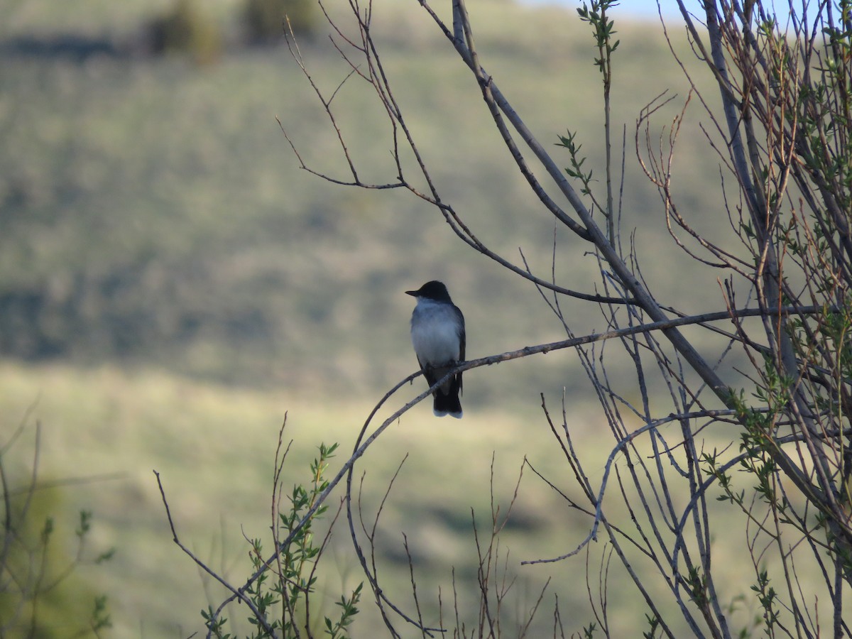 Eastern Kingbird - Curtis Mahon