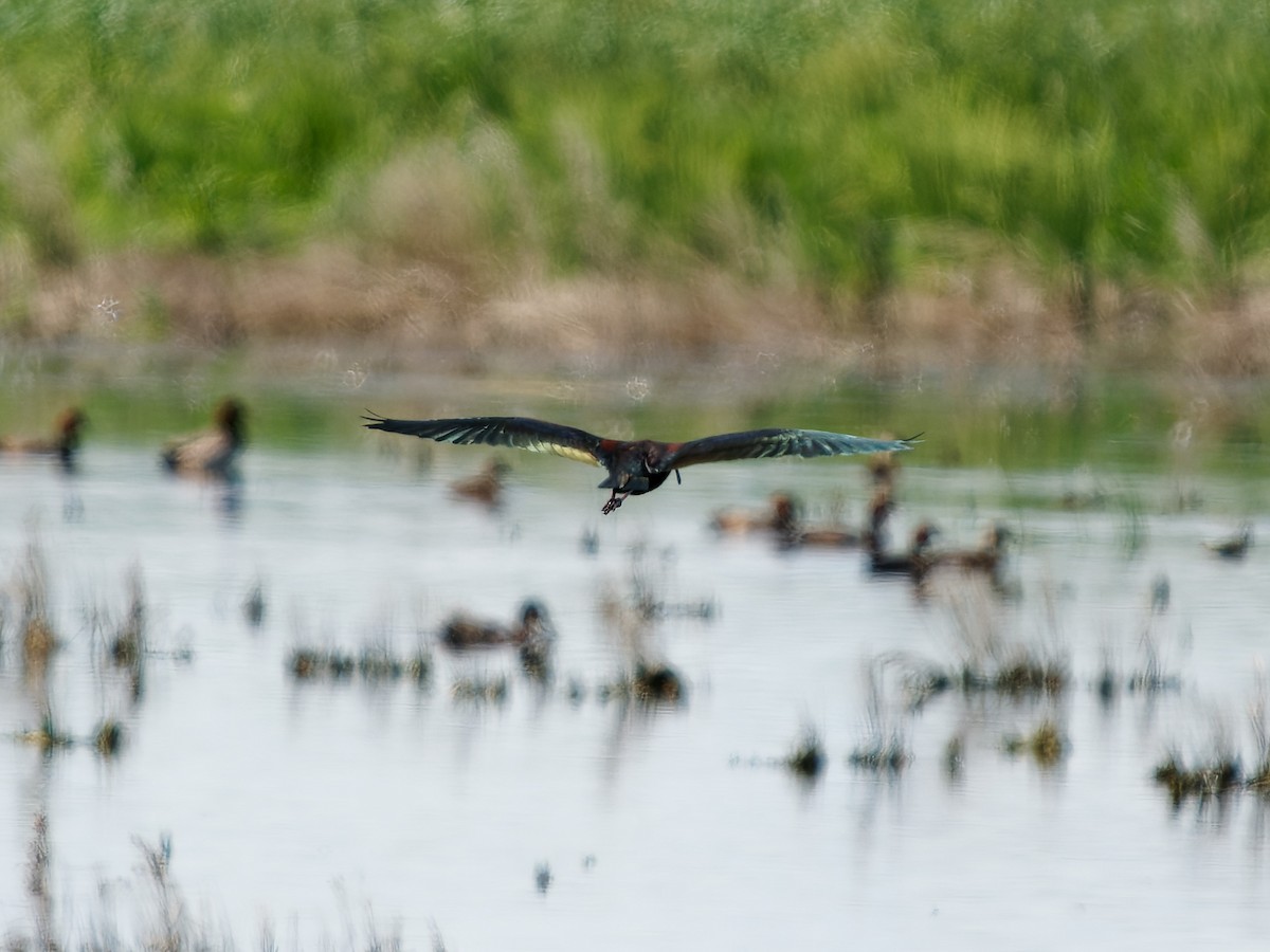 White-faced Ibis - ML595081871