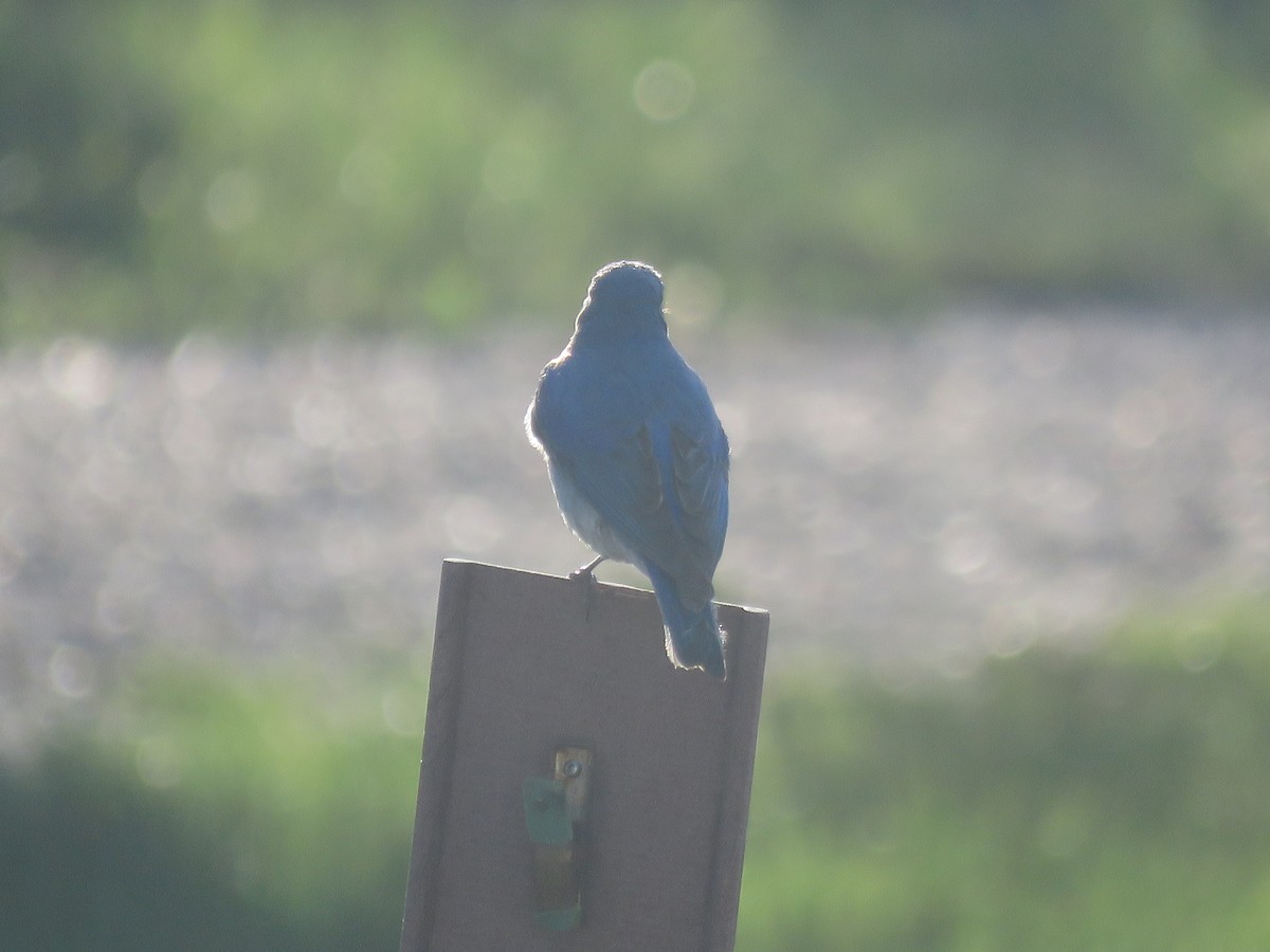 Mountain Bluebird - Curtis Mahon