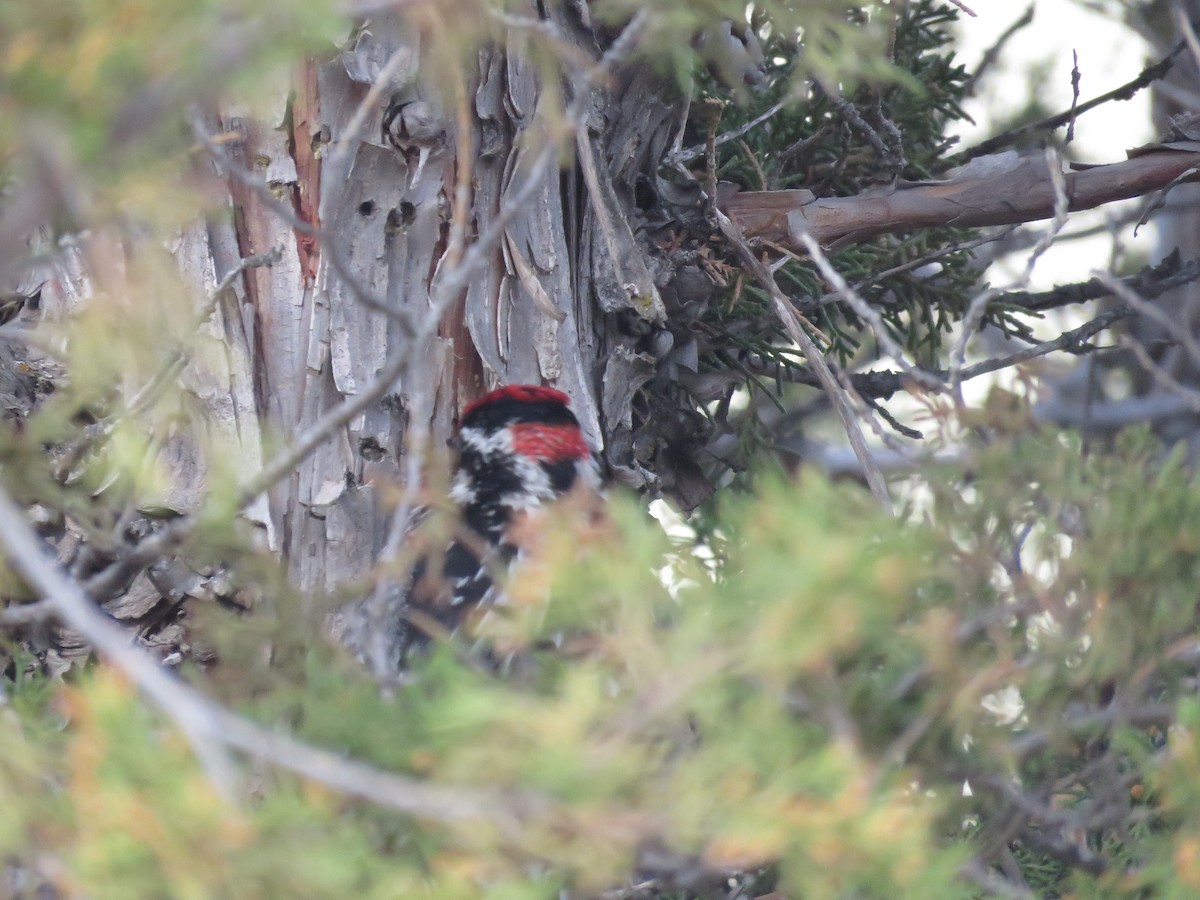 Red-naped Sapsucker - ML595082051