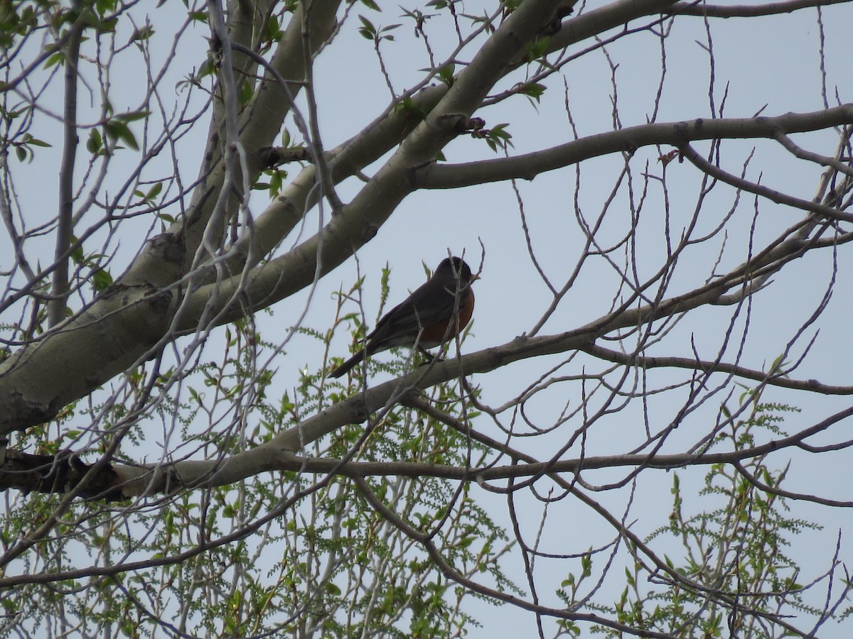 American Robin - ML595082111