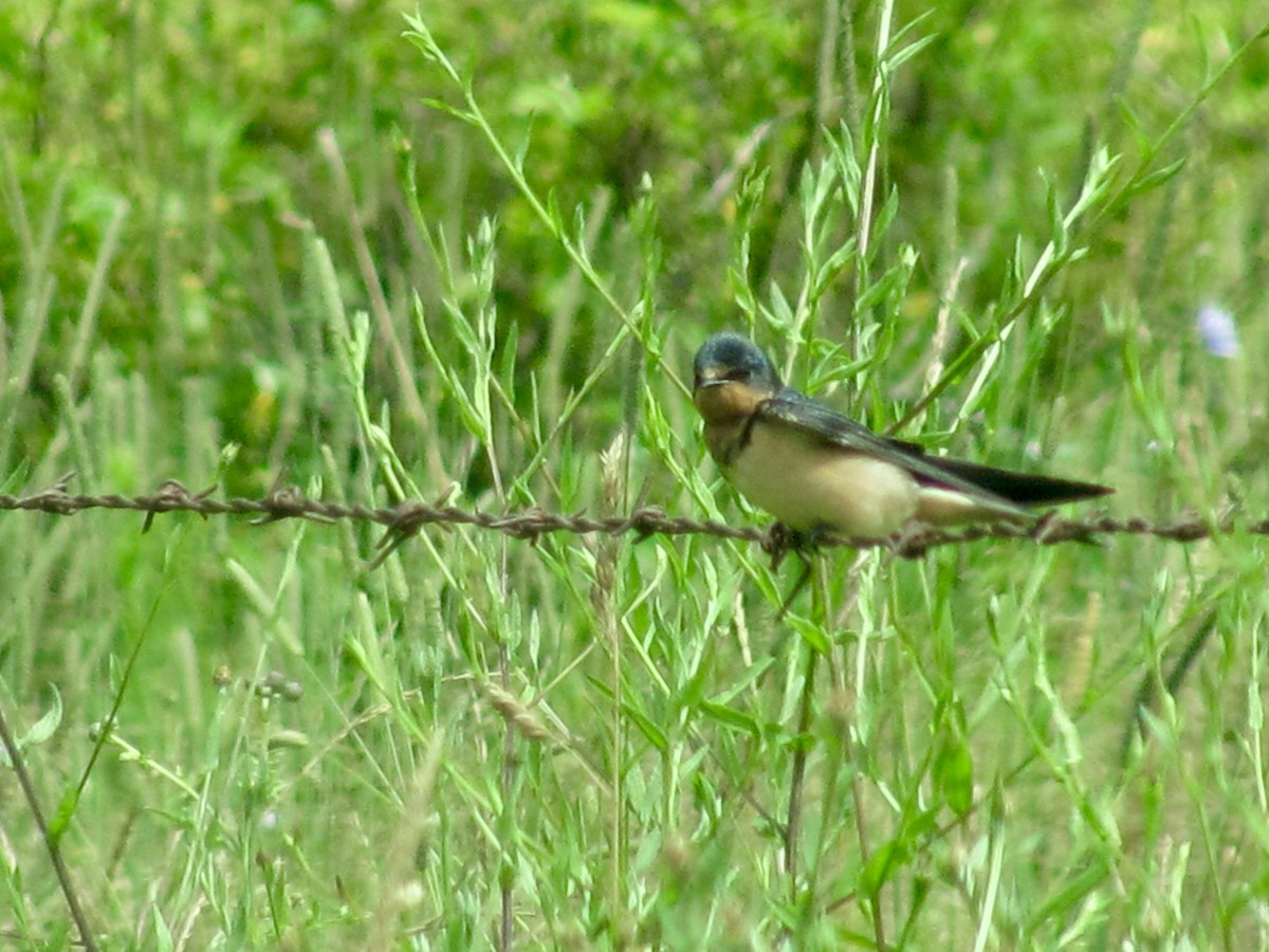 Barn Swallow - ML595082201