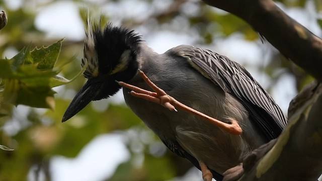 Yellow-crowned Night Heron - ML595082301